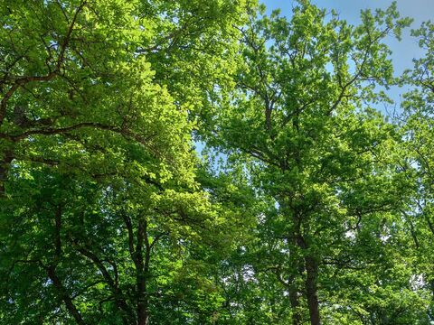 Naturtheater Reutlingen